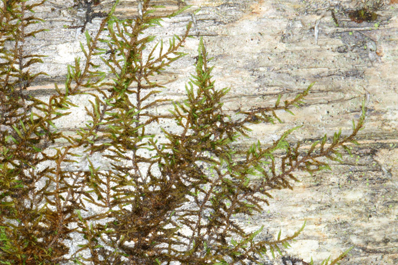 Pseudoleskeella nervosa